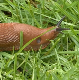 Torju tappajaetanat pihalta Torju tappajaetanat pihalta